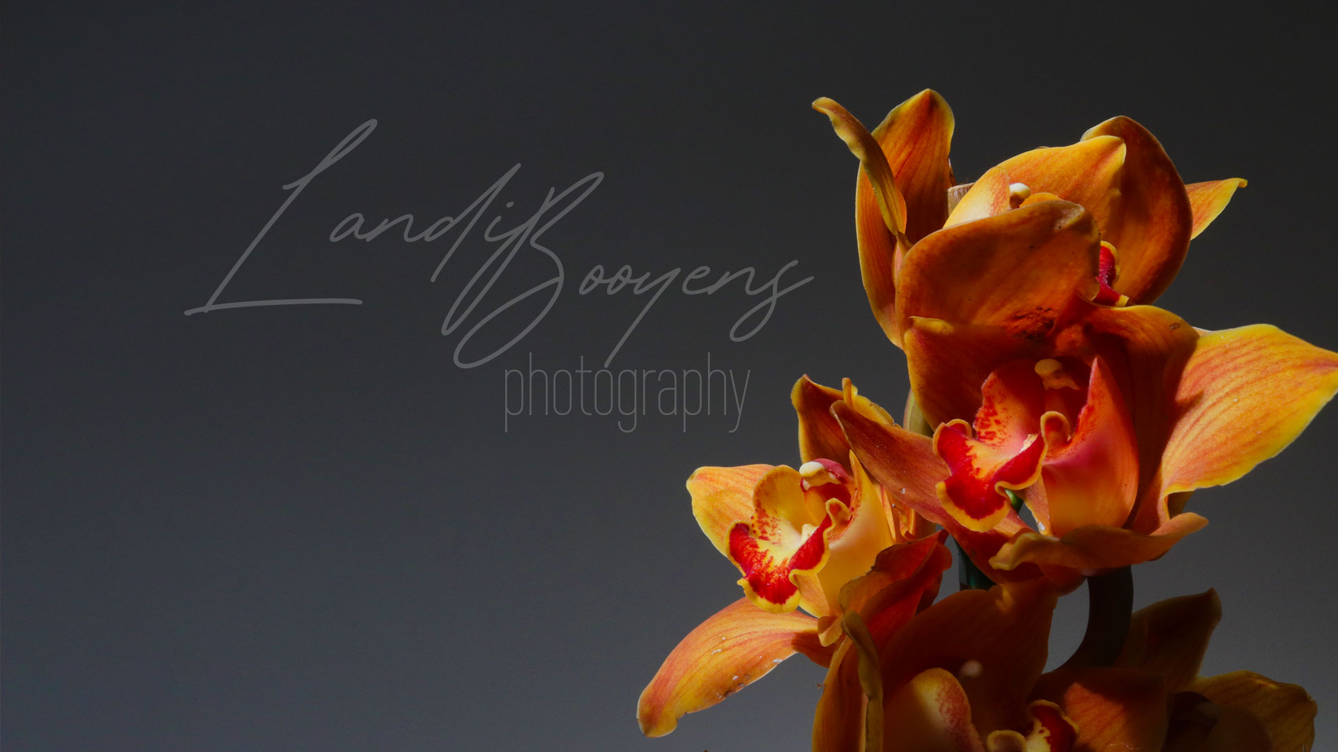 landi-booyens-photography-bg